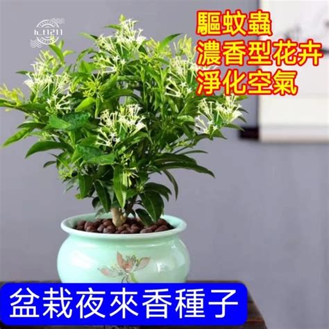 夜來香種植盆栽|夜來香具有驅蚊效果，6個種植「技巧」，180天花開不斷